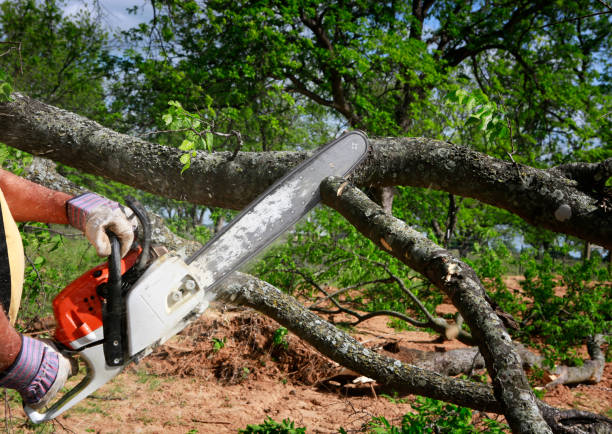 Bangor, ME Tree Services Company